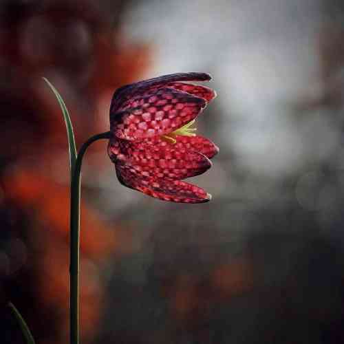 امیر سیاوشی از دنیای من دل بکنو برو دست خود من نیست